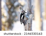 Great spotted woodpecker, Dendrocopos major on an old conifer tree trunk in Finnish taiga forest near Kuusamo
