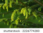 Small photo of Fresh Norway Spruce tips on a late spring evening in Estonian boreal forest