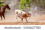 Small photo of Calf lassoed around neck and legs during roping event at country rodeo