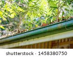 Small photo of A blocked up house gutter filled with leaves and branches and rendered ineffectual in draining off roof water