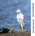 Front View Of Snowy Egret In...