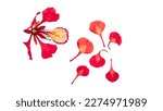 Small photo of Poinciana regia or Delonix regia flowers isolated from background and cut out. Other names: royal poinciana, flamboyant, acacia rubra, phoenix flower, flame of the forest, or flame tree