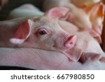 Small Piglet Sleep In The Farm. ...