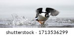Small photo of A male Barrow's Goldeneye takes fligh toff an Alaskan lake in the springtime.