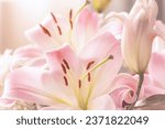 Soft petals, anther, stamens, stigma, filaments and bud of Light baby Pink fragrant Lilies.
