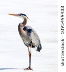 Great Blue Heron Standing Looking to its right both feet on ground