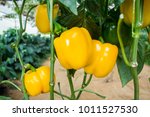 Close up or macro of yellow bell peppers or sweet peppers or paprika on the plant on the farm for web design, decorative and trader. Big three yellow sweet pepper patterns and green leaves background