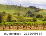 Picturesque Vineyards In The...