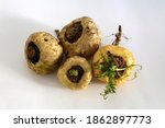 Small photo of Peruvian Maca root aphrodisiac for health on white background