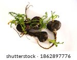 Small photo of Maca. Peruvian root for vitality, energy and healty. Black Peruvian Maca in white background. Root aphrodisiac for health