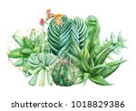 Composition Of Succulents ...