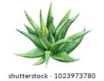 Haworthia Green Plant ...