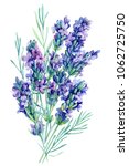 watercolor bouquet lavender... | Shutterstock . vector #1062725750