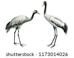 Two Beautiful Birds Of A Crane...