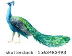 Peacock Bird On A White...