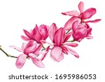 Branch Of Pink Magnolia On An...