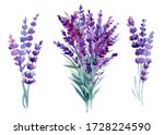 Set Of Lavender Flowers ...