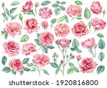 Pink Flowers. Roses  Buds And...