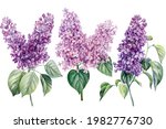 Elegant Lilac Flowers On...