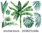 Tropical Plants  Palm  Monstera ...