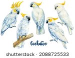 Set Of Cockatoo Parrots On...