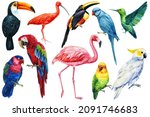 Set Of Birds  Parrot  Flamingo  ...