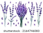 Set Of Lavender Flowers ...