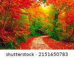 Colorful trees and footpath...