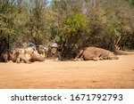 Group Of Rhinos Resting In The...