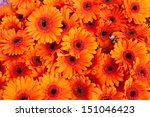 Orange Daisy Flowers