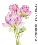 Delicate Pink Lotus Flowers Are ...