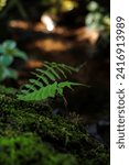 Small photo of Enigmatic Rainforest Mystique close up fern leaves and plants