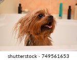 A dog in the bathroom. Yorkshire Terrier is in the bathroom at home. The dog will swim. Portrait of a dog with long hair.
