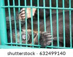 Small photo of piteous's black bear in cage with sad eye waiting someday they will get freedom