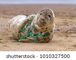 An Atlantic Grey Seal ...