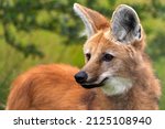 Small photo of Maned Wolf (Chrysocyon brachyurus), a large canine of South America. Its markings resemble those of foxes, but it is neither a fox nor a wolf. It is the only species in the genus Chrysocyon.