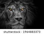 Lion King   Portrait Wildlife...