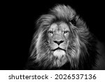 Lion face head ,mammal animal , black white wildlife perfect for poster and canvas	