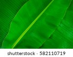 Banana Leaf Texture Abstract...