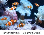 Tropical sea anemone and clown fish (Amphiprion percula) in marine aquarium