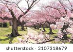 Small photo of Blooming sakura trees in Koishikawa Korakuen garden, Okayama, Japan. Japanese hanami festival - time when people enjoy sakura blossom. Cherry blossoming season in Japan