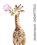 Small photo of Giraffe face head hanging upside down. Curious gute giraffe with flower peeks from above. Gift for you concept. Funny giraffe with a flower in its mouth. Isolated on white background