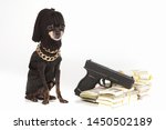 A criminal dog with dollars. Dog in robber mask. Toy terrier gangster. Dogs breed Prague Ratter. Pocket dogs. Pets.