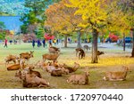 Japan. Nature Park in Nara. Deer live freely in a Japanese Park. A herd of deer on the background of visitors to the Nara. Japan in the fall. Guide to Japan. Natural parks of the world.
