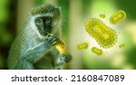 Small photo of Monkeypox outbreak concept. Monkeypox is a viral zoonotic disease. Monkeypox outbreak, MPXV virus. The spread of the disease from wild animals. The virus flies around the monkey.