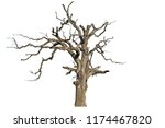 An Old Dead Oak Tree Is...