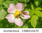 Honey Bee On A Flower Of Wild...