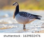  Portrait Of A Barnacle Goose....