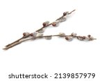 Willow branch with spring catkins isolated on a white background, clipping path, no shadows. Willow cats isolate on a white background