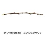 Willow branch with furry willow-catkins isolate on a white background, clipping path, no shadows. Willow twigs isolated on white background. Spring concept, Palm Sunday concept.
